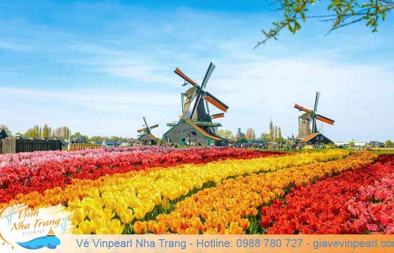 hoa-tulip-ha-lan-festive-vinpearl-land