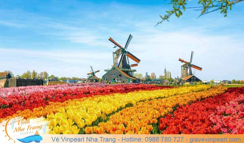 hoa-tulip-ha-lan-festive-vinpearl-land